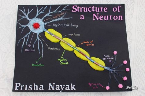 Cards ,Crafts ,Kids Projects: How to make a Neuron Model Neuron Model Projects, Microorganisms Project, Nervous System Projects, Neuron Diagram, Neuron Model, Cell Model Project, Model Tutorial, Human Body Projects, Science Exhibition