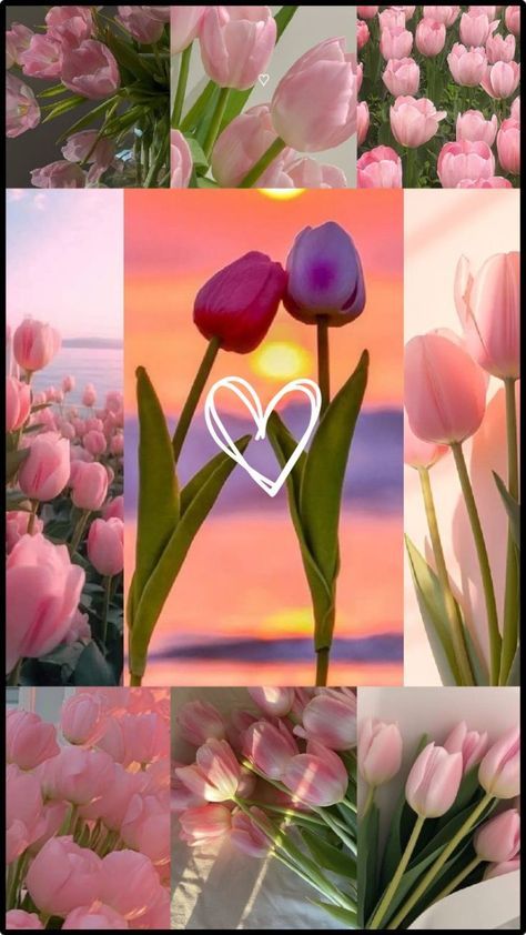 Tulipanes Aesthetic, Flor Aesthetic, Aesthetic Flowers Wallpaper, Tulip Flower Pictures, Office Prank, Aesthetic Highlight Covers Instagram Pink, Cute Iphone Wallpaper Tumblr, Pink Flowers Wallpaper, Iphone Wallpaper Classy