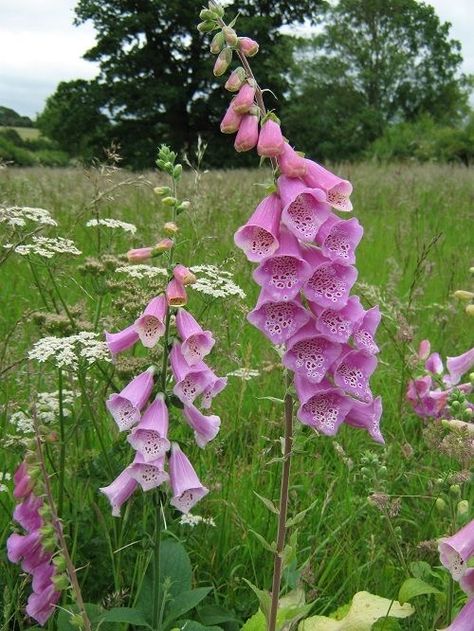 Flowers Reference, Fox Gloves, Fox Glove, Plants For Shade, Thyme Plant, Gods Art, Wildflower Drawing, Wild Thyme, Peaceful Heart