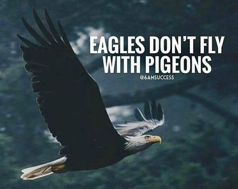 Eagles don’t fly with pigeons Eagles Quotes, Winner Quotes, Quotes App, Jack Ma, Classy Quotes, Motivational Images, Study Motivation Quotes, Warrior Quotes, An Eagle