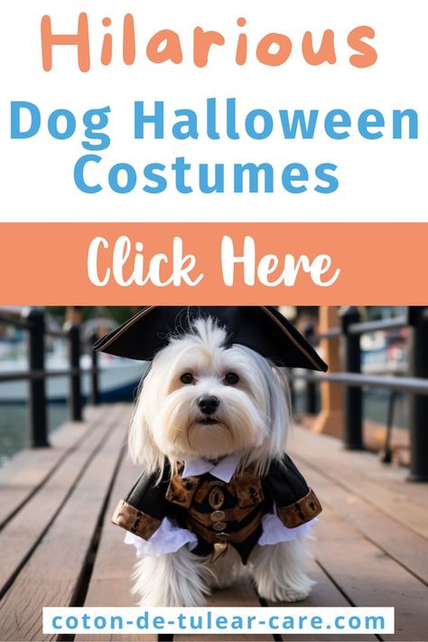 Coton de Tulear dog wearing a pirate costume for Halloween Creative Dog Costumes, Dog Costumes Funny, Halloween Safety, Safety Checklist, Funny Dog Photos, Coton De Tulear, Ideas For Halloween, Dog Halloween Costumes, Dog Costumes