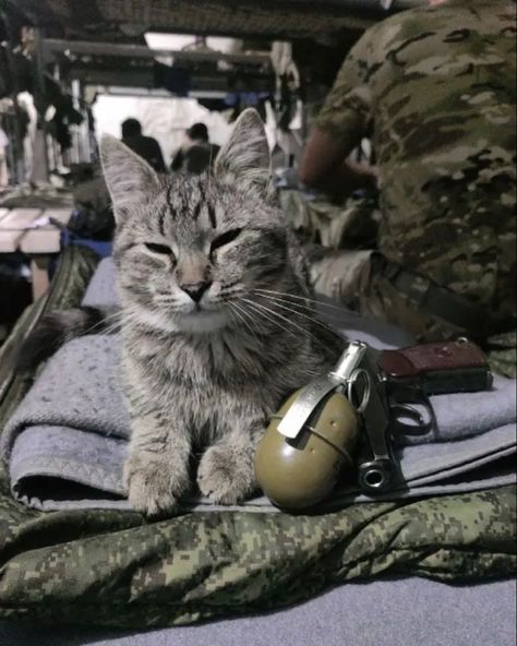 Battle Kitty, Army Cats, Men With Cats, Army Humor, Army Pics, Tactical Gear Loadout, Combat Art, June 17, In November