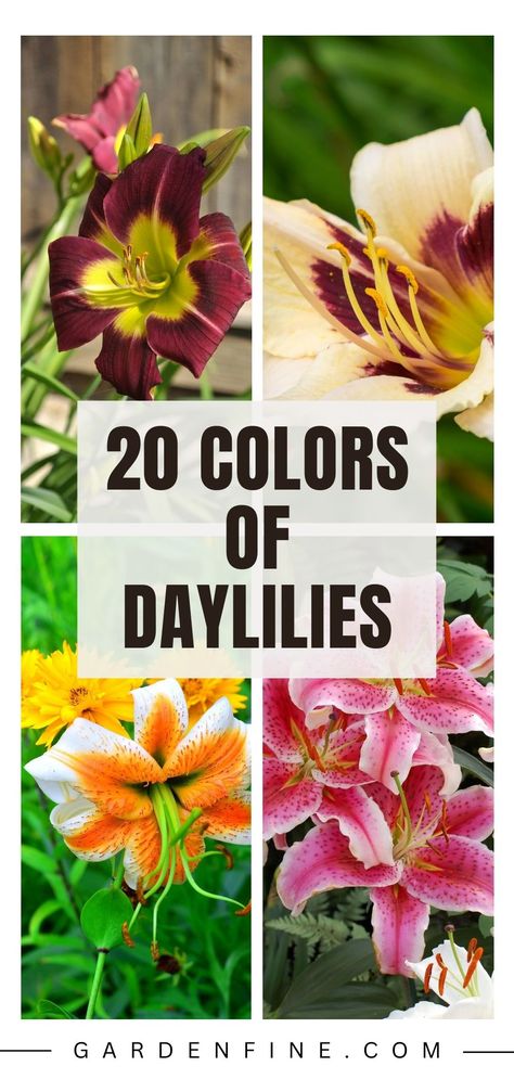 Pin this to discover the vibrant hues of daylilies and transform your garden into a colorful paradise! Explore the beauty of different daylily shades and get inspired to add a pop of color to your outdoor space. #DaylilyColors #GardeningInspiration #ColorfulBlooms Day Lilies Care, Lily Care, Daylily Garden, Purple Shades, Day Lilies, Flowering Shrubs, Red Orange Yellow, Daylilies, Home Flowers