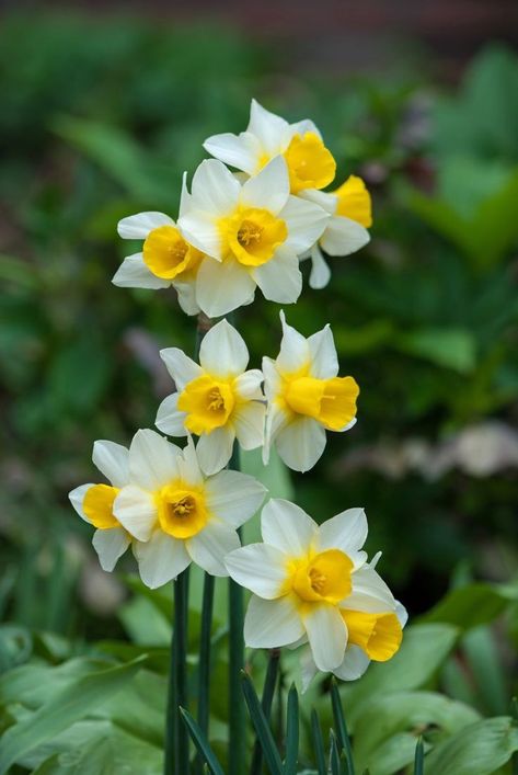 Narssicus Flower, Nargis Flower, Plants For Planters, Purple Flowers Wallpaper, Narcissus Flower, Flower Graphic Design, Flower Arrangements Simple, Daffodil Flower, 카드 디자인