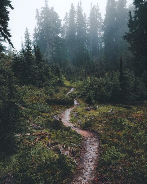 I've been down that path before, and I'll probably do it again Photo by Mason Strehl Hidden Forest, Vertical Landscape, Camping Photography, Beautiful Roads, Mountain Photography, Scenic Byway, The Mountains Are Calling, Nature Aesthetic, Budapest