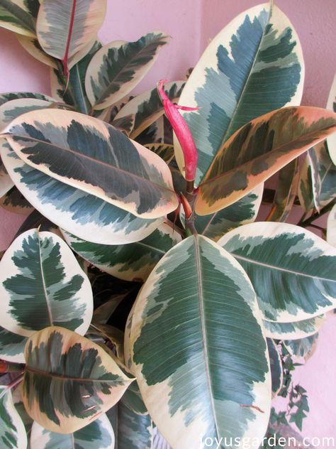 Ficus elastica variegata. Variegated Rubber Plant. The Easy Care Indoor Tree: Ficus Elastica (Rubber Plant, Rubber Tree) Growing Tips. Do you want an easy care indoor tree that grows tall & has large, glossy leaves? Well look no further.  These Ficus elastica (Rubber Plant, Rubber Tree) growing tips will keep yours looking great. #houseplants #gardening Rubber Plant Care, Rubber Tree Plant, Tanaman Pot, Indoor Tree, Indoor Trees, Ficus Elastica, Plant Hacks, Rubber Plant, Rubber Tree