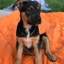 German Shepherd Mix Puppies, Pitbull Lab Mix, Best Dogs For Kids, Pitbull Lab, Shepherd Mix Puppies, Boxer Mix Puppies, Dog Food Station, Lab Mix Puppies, Puppies Playing