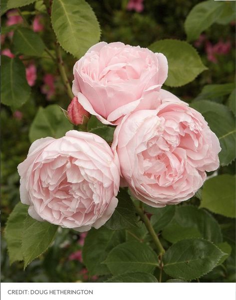 At Last Rose, English Tea Roses, Walking Garden, Common Flowers, Rose Shrub, Heritage Rose, Annual Garden, Fragrant Roses, Fragrant Garden