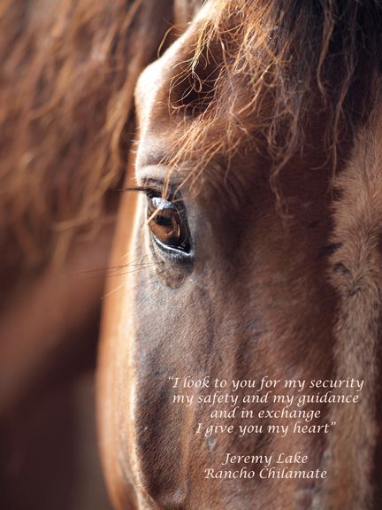 Confidence, trust, believing, strength, joyful rides, great jumps, painful falls but most of all, love! Rodeo Quotes, Horse Quotes Funny, Meaning Quotes, Horse Jokes, Inspirational Horse Quotes, Equestrian Quotes, Thoroughbred Horse Racing, Trust Quotes, Barrel Horse