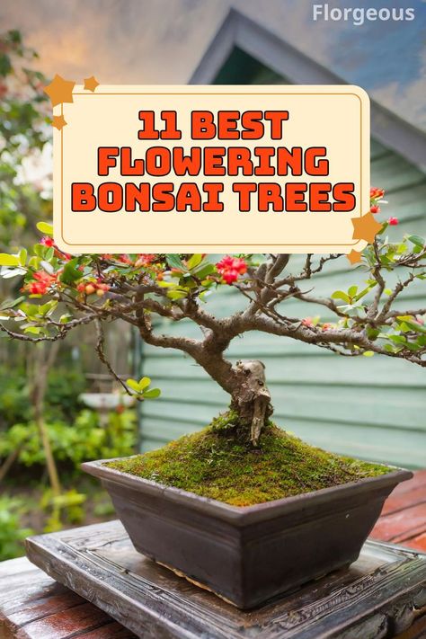 Flowering Bonsai Trees Flowering Bonsai, Flowering Bonsai Tree, Bonsai Trees, Bonsai Tree, How To Grow, Bonsai, Cherry Blossom, To Grow, Blossom