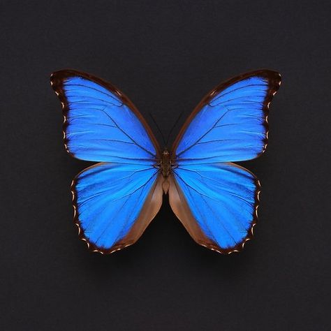 Blue Morpho Butterfly | Nature Blues | Sapphire | Specimen Symmetry Photography Ideas, Symmetric Photography, Symmetry Aesthetic, Symmetric Balance, Black Grey Background, Nature Symmetry, Symmetry In Nature, Butterfly Symmetry, Yearbook Photography