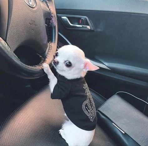 Psy Chihuahua, Baby Chihuahua, Very Cute Dogs, Funny Animal Photos, Cute Chihuahua, Funny Animal Jokes, Chihuahua Puppies, Silly Animals, Cute Funny Dogs