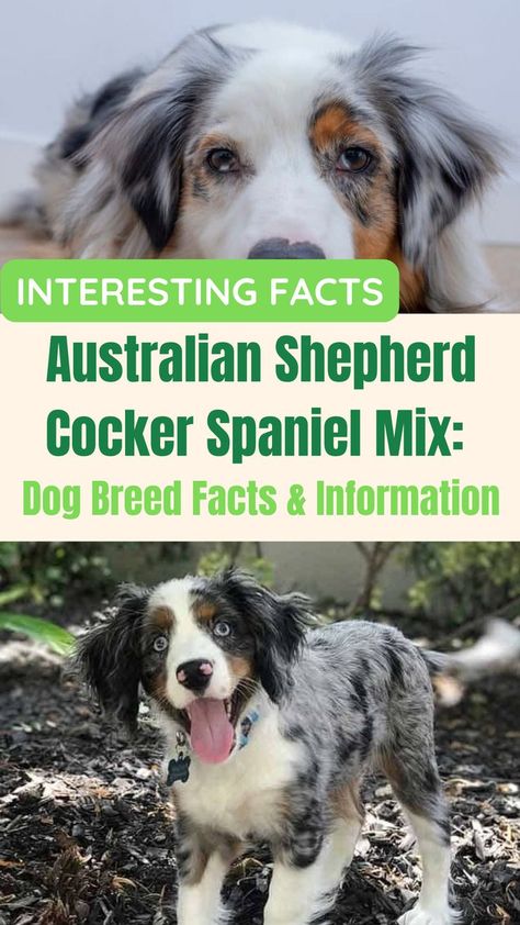 The Australian Shepherd Cocker Spaniel mix (also known as the Cotralian in breeding circles) is a mix that at first seems odd – a herder and a hunter combined. But in affection and all-out cuteness, they make for a popular breed. Sheep Farming, Funny Talking Dog Videos, Cocker Spaniel Mix, Dog Quotes Love, Australian Shepherd Mix, Dog Jokes, Hunting Dog, Dog Hacks, Cute Funny Dogs