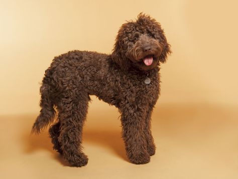 Labradoodle Cuts, Labradoodle Grooming, Australian Labradoodles, Chocolate Labradoodle, Dog Breeds That Dont Shed, Dog Breeds Pictures, Labradoodle Dogs, Golden Doodles, Dog Breeds Medium