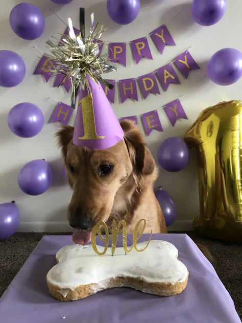 1st Birthday Images, Dog First Birthday Party, Dog Birthday Photoshoot, Dog Birthday Pictures, Dog 1st Birthday, Dog First Birthday, Birthday Image, 1st Birthday Photoshoot, Dog Photoshoot