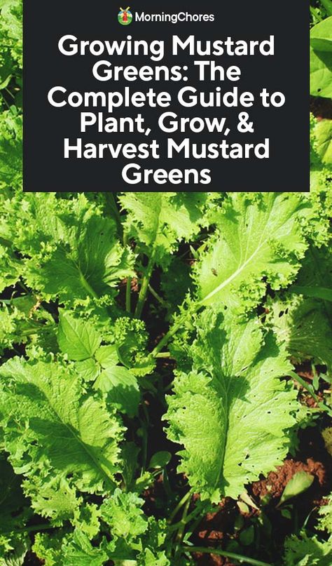 Growing Mustard Greens: The Complete Guide to Plant, Grow,  Harvest Mustard Greens How To Grow Mustard Greens, Growing Mustard Greens, Growing Mustard, Mustard Plant, Crop Rotation, Overwintering, Aloe Vera Plant, Mustard Greens, All About Plants