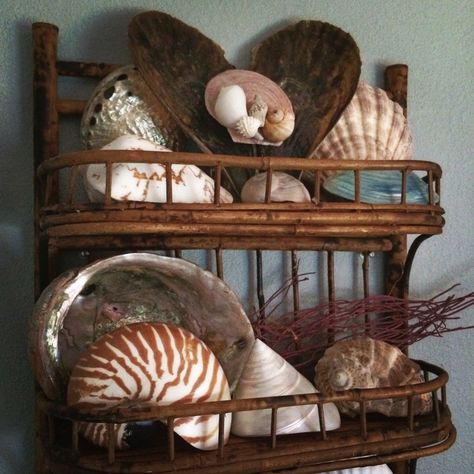 Seashell Display, Shell Display, Bamboo Shelf, Cottage By The Sea, Shell Collection, Sea Shell Decor, Cabinet Of Curiosities, Shell Decor, Seashell Crafts