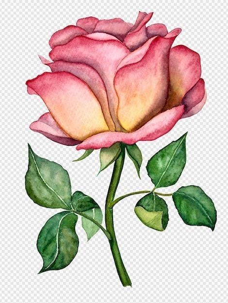 Cute Flower Drawing, Arte Aesthetic, Boho Painting, Colored Pencil Artwork, Rose Illustration, Folk Art Flowers, Psd Background, Botanical Illustration Vintage, Flower Sketches