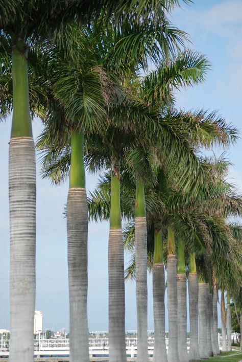 ; Islamic Landscape, Bottle Palm Tree, Palm Tree Types, Tropical Garden Plants, Palm Trees Landscaping, Florida Landscaping, Tropical Garden Design, Jungle Gardens, Modern Backyard Landscaping