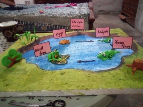 Frog Life Cycle Project, Frog Diorama, Pond Life Theme, Lungs Drawing, Science Exhibition Ideas, Life Cycle Of A Frog, Diorama Kids, Science Life Cycles, Frog Life Cycle