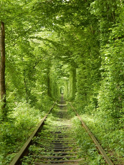 Tunnel Of Love Ukraine, Tree Tunnel, Tunnel Of Love, Nature Background Images, Take Control Of Your Life, Fake Trees, Pay Off Debt, Backpacking Europe, Nature Background