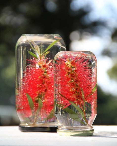 DIY Table Centrepiece Idea. Fresh flowers like these Australian bottlebrush blooms make a stunning display in recycled glass jars filled with cold water. Collect seasonal flowers from your garden and cut to length. Place flower in the jar with top pointing down. Fill with cold water to the top and screw the lid on firmly. Add a ribbon if you wish. Replace water when cloudy. Keeps blooms fresh even on hot days and a waste free, sustainable way to decorate your table. | The Micro Gardener Christmas Decorations Australian, Christmas Table Decorations Diy, Diy Christmas Table, Eco Christmas, Table Centerpieces Diy, Aussie Christmas, Tafel Decor, Australian Christmas, Summer Christmas