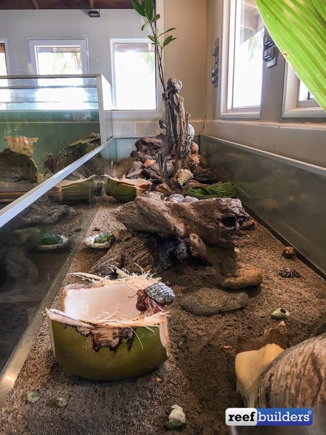 The Hermit Crab Habitat May Be My Favorite Display In Tela | Reef Builders | The Reef and Saltwater Aquarium Blog Marine Research Center, Hermit Crab Cage, Hermit Crab Homes, Crab Habitat, Hermit Crab Habitat, Crab Tank, Hermit Crab Tank, Set Up Ideas, Public Aquarium