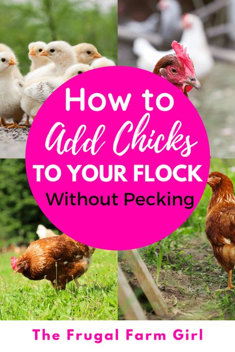 Introducing Chickens To New Flock, Integrating Chicks Into Flock, How To Introduce New Chickens To Flock, Introducing Chicks To Flock, Introducing New Chickens To The Flock, Livestock Hacks, Cluckingham Palace, Backyard Homestead, Chicken Pecking