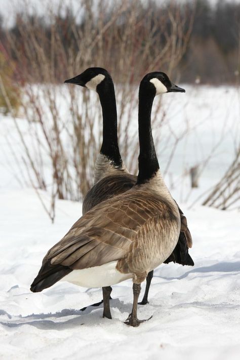 Goose Breeds, Geese Photography, Geese Breeds, Canadian Geese, Goose Hunting, Canada Geese, Coastal Birds, Wild Goose, Stone Cross