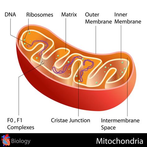 Human Cell Diagram, Cell Diagram, Biology Diagrams, Cells Worksheet, Mitochondrial Health, Plant And Animal Cells, Cells Project, Cell Organelles, Plant Cells