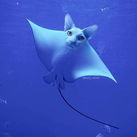 The "sea-kitty" will forever be your spirit animal! Weird Looking Animals, Animal Mashups, Photoshopped Animals, Art Apron, Funny Photoshop, Cat Faces, Your Spirit Animal, Cat Artwork, Cat Photography