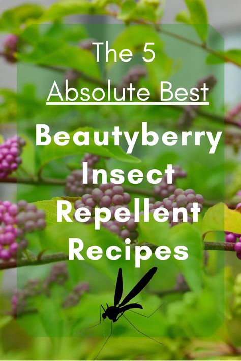 Beauty Berry, Medicinal Wild Plants, Herb Tinctures, Bug Spray Recipe, Medicinal Garden, Herb Recipes, Herbal Recipes, Garden Kit, Berries Recipes