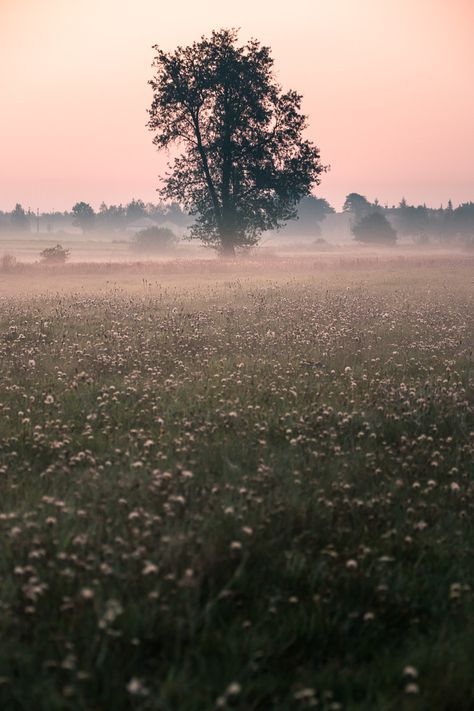 Early Morning Fog Aesthetic, Crisp Morning Aesthetic, Michaela Core Aesthetic, Michaela Aesthetic, Morning Fog Aesthetic, Spring Morning Aesthetic, Foggy Morning Aesthetic, Fog Core, Michaela Core