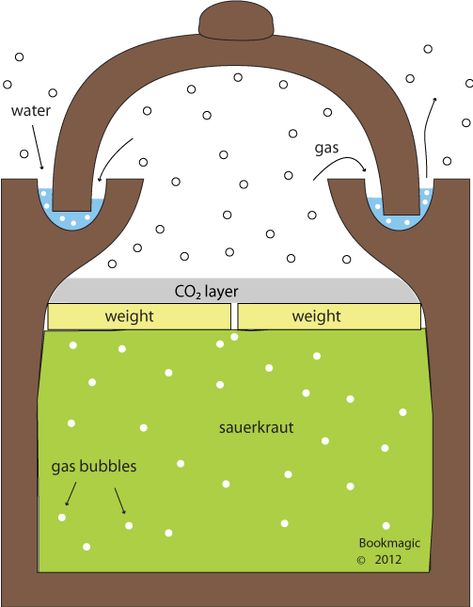 sauerkraut fermenting water channel Leftover Cabbage, Fermenting Crock Pots, Alternative Energie, Fermenting Jars, Fermentation Crock, German Word, Fermented Cabbage, Pottery Lessons, Pottery Form