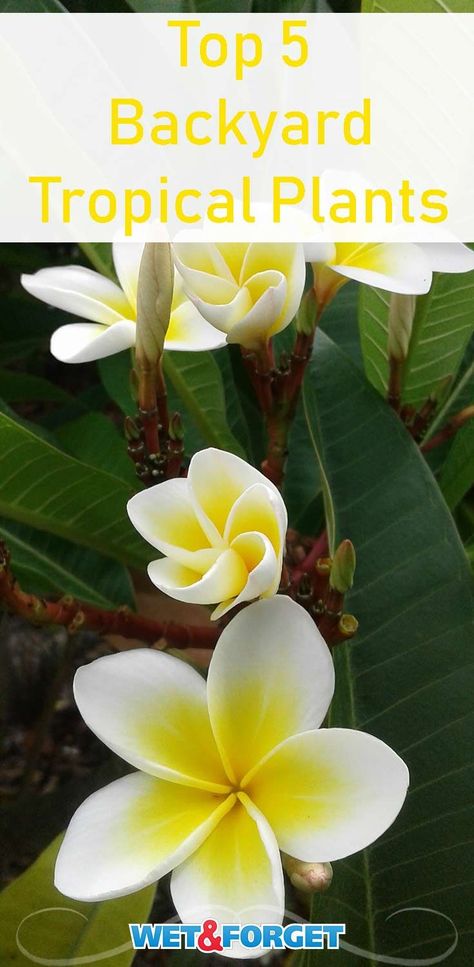 Tropical Backyard Landscaping, White Yellow Flowers, Hawaiian Plants, Tropical Patio, Hawaiian Gardens, Tropical Landscape Design, Garden Tropical, Florida Landscaping, Tropical Garden Design