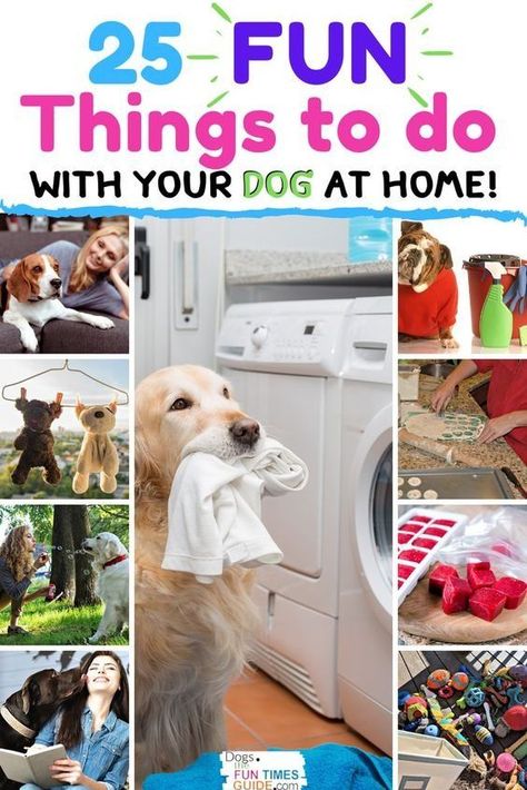 At Home Dog Enrichment, Inside Dog Activities, Puppy Boredom Busters Diy, Diy Boredom Busters For Dogs, Boredom Busters For Dogs, Things To Do With Your Dog Summer, Activities To Do With Your Dog, Fun Things To Do With Your Dog At Home, Things To Do With Your Dog At Home