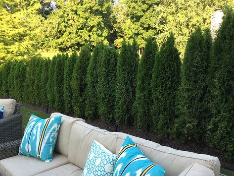 Backyard Landscaping Privacy Trees, Trees Lining Fence Backyards, Juniper Trees For Privacy, Tree Lined Fence Backyards, Tall Privacy Trees Along Fence, Privacy Landscaping Southern California, Tree Privacy Wall, Big Trees In Backyard, Privacy Trees Front Yard