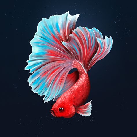 Beautiful Betta Fish, Betta Fish Tattoo, Blue Background Design, Midnight Blue Background, Fish Sketch, Aggressive Animals, Goldfish Art, Whimsical Paintings, Fish Logo