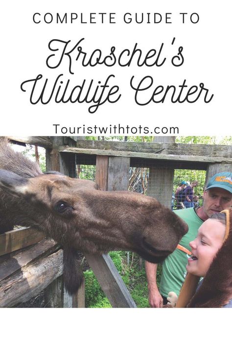 Are you interested in meeting a moose, mongoose, a weasel, maybe even a porcupine? Add a visit to Kroschel's Wildlife Center in Haines Alaska to your bucket list.  Click here for a complete guide on how to visit and most importantly save money! Haines Alaska, Travel Alaska, Alaskan Cruise, Exotic Animals, Alaska Cruise, Alaska Travel, Exotic Pets, Travel Advice, Travel With Kids