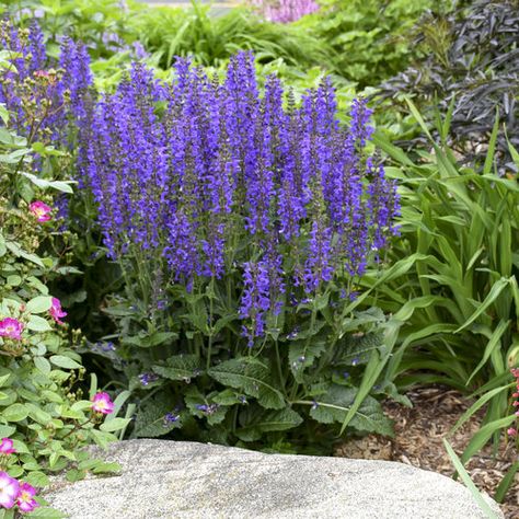 Perennial Salvia, Proven Winners Perennials, Spring Hill Nursery, Flower Pot Design, Blue Plants, Sun Perennials, Border Plants, Proven Winners, Plant Spacing