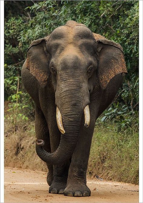 Sri Lankan Elephant, Wood Gallery Frames, Wild Elephant, Nature Picture, National Park Photos, Asian Elephant, Indian Elephant, Elephant Art, Nature Photographs