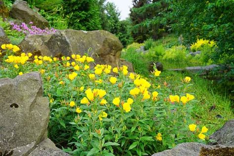 Best Ground Cover Plants, Oenothera Biennis, Biennial Plants, Ground Cover Plants, Wildflower Garden, How To Attract Birds, Native Garden, Buy Plants, City Garden