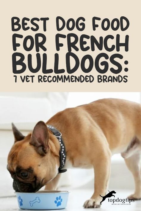 Feeding the proper amount of calories each day and picking the best dog food for French Bulldogs is crucial. And due to the common health concerns with this breed, feeding the proper diet from puppyhood can prevent the early onset of many diseases. Here you'll know how to feed a French Bulldog and the top best French Bulldog dog food brands! French Bulldog Food Recipes Homemade Dog, Best Food For French Bulldog Puppy, Homemade Dog Food For French Bulldogs, French Bulldog Food Recipes, Food For French Bulldog, French Bulldog Pictures, Best Dry Dog Food, Danger Noodles, French Bulldog Breed