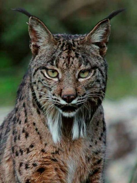 Bobcat Taxidermy, Front Tattoo, Iberian Lynx, Canada Lynx, Eurasian Lynx, Wild Photography, Wild Nature, Ocean Creatures, Animal Wallpaper