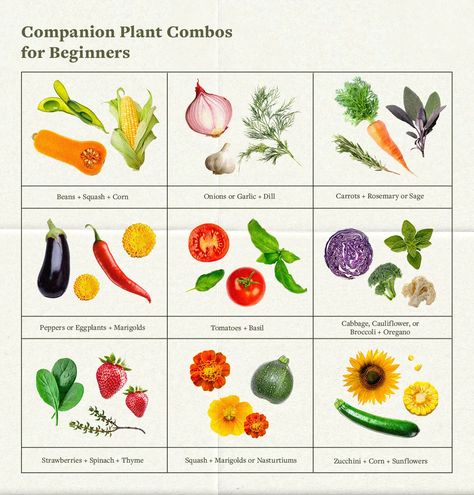 How Companion Planting Can Benefit Your Garden | Well+Good Companion Planting Diagram, Spinach Companion Plants, Garden Well, Companion Planting Vegetables, Companion Gardening, Plant Kitchen, Garden Layout Vegetable, Kitchen Plants, Vegetable Garden Planning