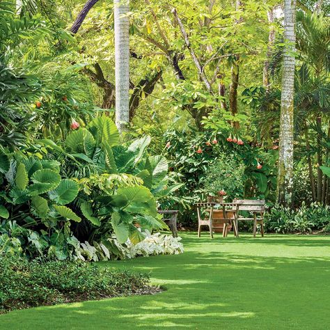 Tropical Garden Plants, Tropical Garden Design, Jungle Gardens, Tropical Backyard, Miami Gardens, Tropical Landscaping, Tropical Garden, Lawn And Garden, Shade Garden