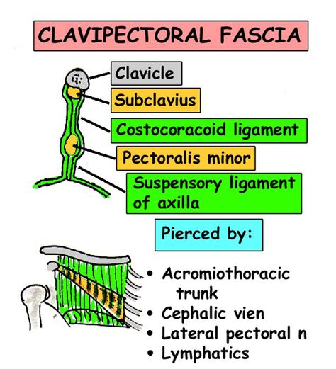 Clavipectoral fascia Clavipectoral Fascia, Cubital Fossa, Hand Nerves, Anatomy Of The Body, Limb Anatomy, Upper Limb Anatomy, Muscular System Anatomy, Anatomy Organs, Physical Therapy School