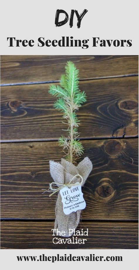 Woodland Wedding Favors, Beach Birthday Decorations, Plant Wedding, Smith Wedding, Pool Party Favors, Wedding Extras, Tree Seedlings, Fishing Wedding, Inexpensive Wedding Favors