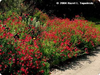 Hydrangea Serrata, Flax Flowers, Wildflower Garden, Annual Flowers, California Poppy, Wildflower Seeds, Community Gardening, Blue Hydrangea, Landscaping Plants