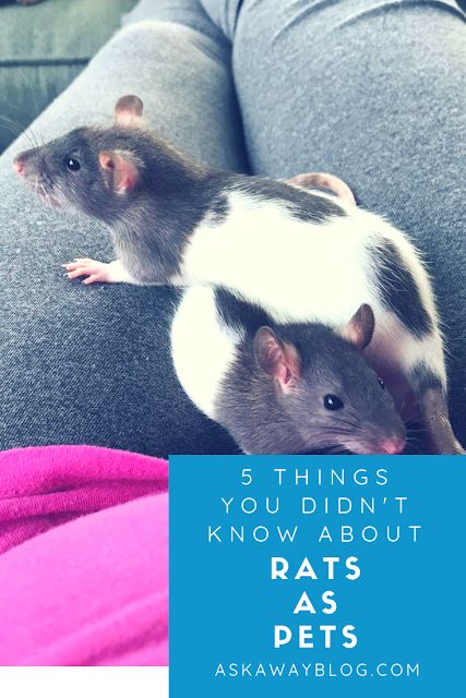 5 Things You Didn't Know About Rats as Pets Rat As Pet, Rats As Pets, Rat Cage Setup, Rat Home, Rat Facts, Pet Rat Cages, Rat Food, Rat Care, Rat House